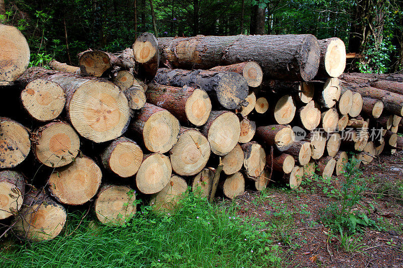 成堆的原木，在木材/木材场砍伐的树干